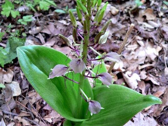 {Liparis liliifolia}